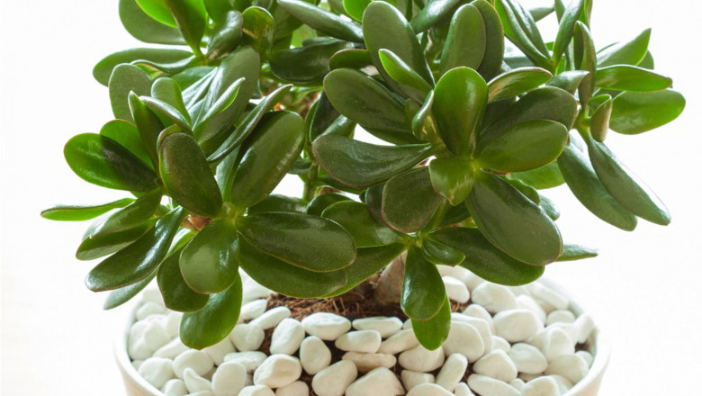 Ideal Ways to Grow and Care for Jade Plant