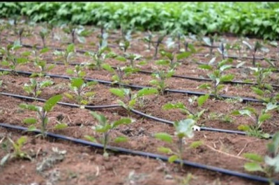 Global Drip Irrigation Market Size, Share, Growth 2022-2025