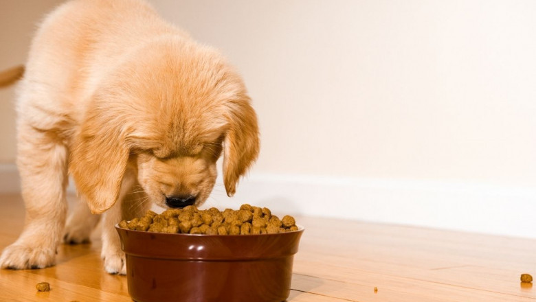 Risks Associated with Dogs Consuming French Fries