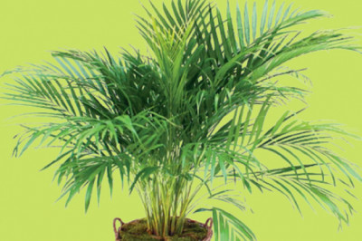 5 Simple Tips for a Bushy Areca Palm