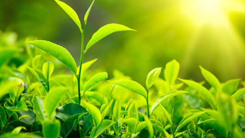 Global Agricultural Inoculants Market Growth, Trends 2022-2025