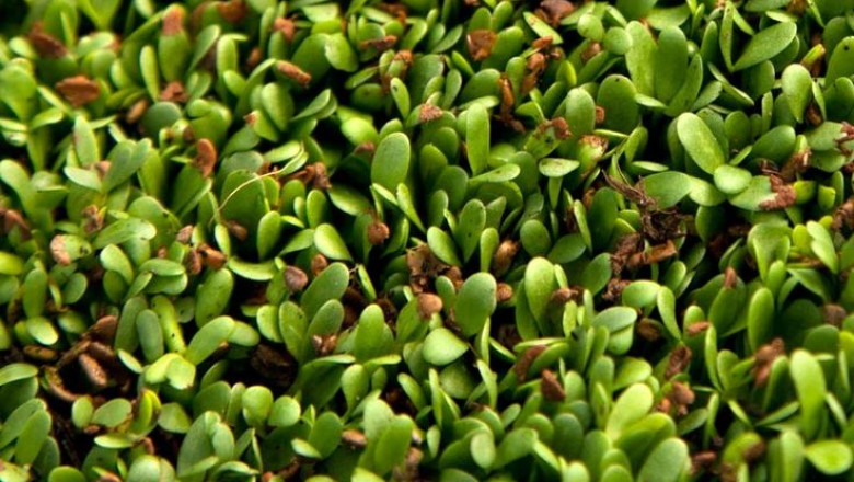 The health benefits of alfalfa seed