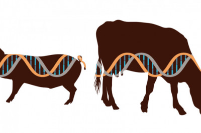 Animal Genetics and Breeding of Beef Cattle