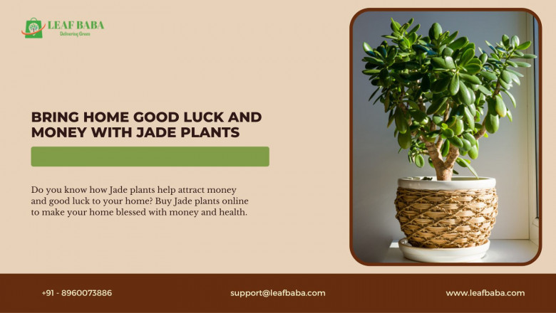 Jade Plant: Bring Good Luck and Money to Your Home