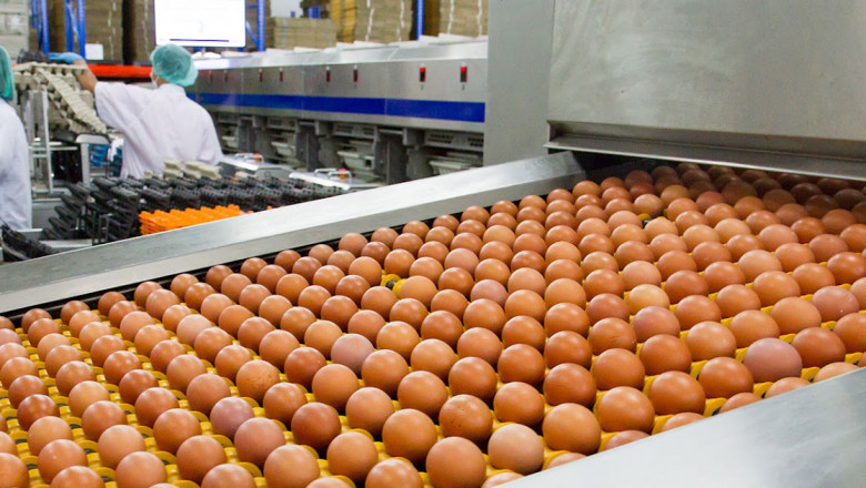 Brief about Hen’s Egg Processing