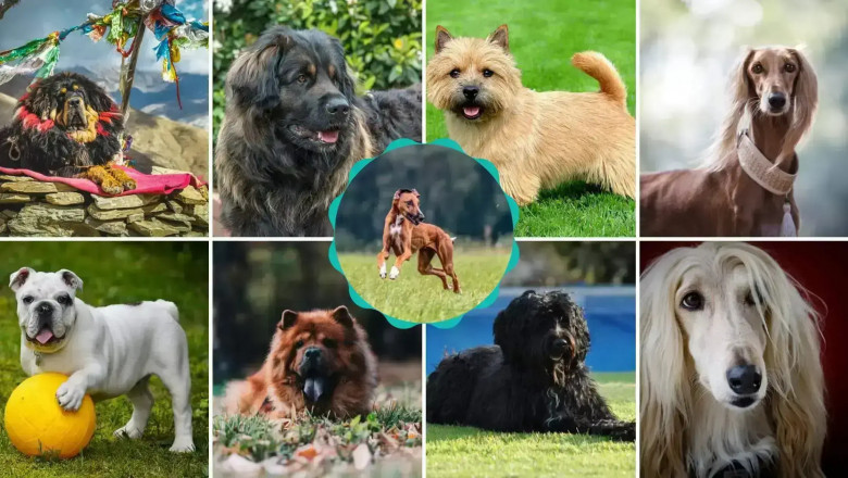 9 Most Expensive Dog Breeds That Are Totally Worth It