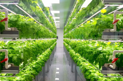 Indoor Farming Market | Global Size, Share, Demand and Forecast 2022-2028
