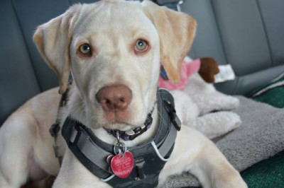Side effects of electronic tactical dog collars