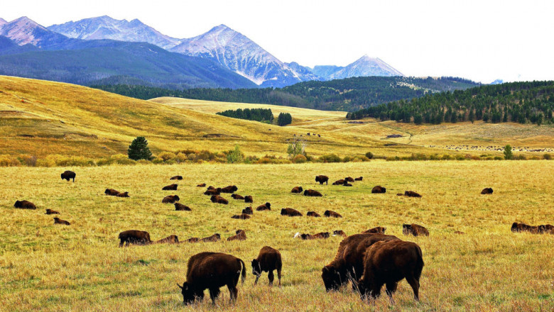 How To Start A Bison Ranch? | Noble Premium Bison