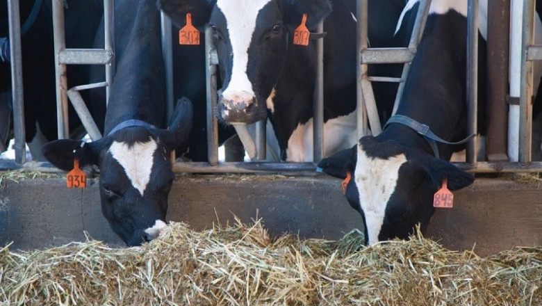 India Animal Feed Market is projected to grow at CAGR of 2.48% by forecasted year