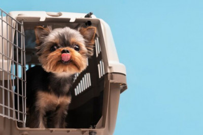 The Use of Dog Crates When Traveling
