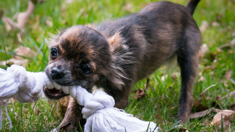 Why Hire Dallas Personal Injury Lawyers for Dog Bite?