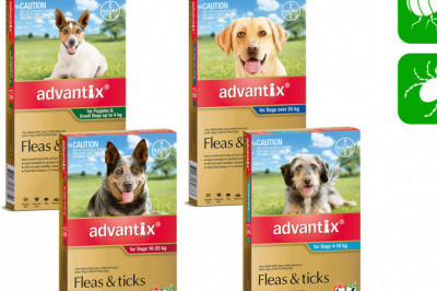 ADVANTIX for Dogs 6 Pipettes Flea and Tick Treatment