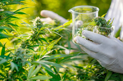 Barewood Pre Rolled For Sale