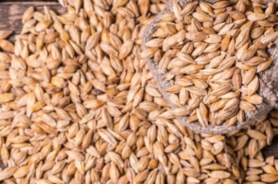 What You Need to Know Malted Barley