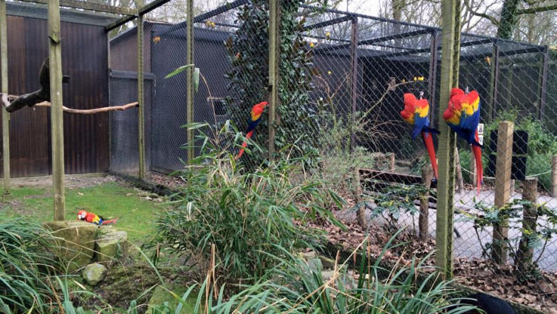 Wish to Buy Parrot Birds? Check This Out 1st!
