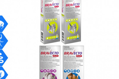 Buy Bravecto Plus and Protect your cats from Fleas and Worms for 6 Months