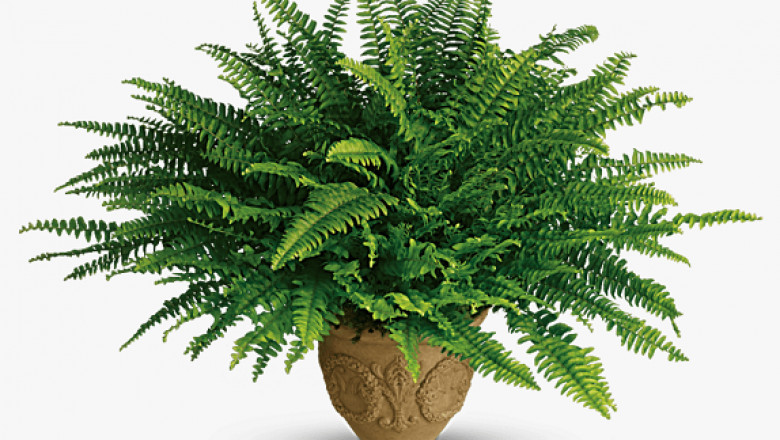Top Tips to Grow and Care for Boston Fern Plants