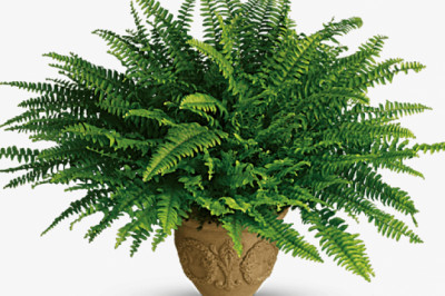 Top Tips to Grow and Care for Boston Fern Plants