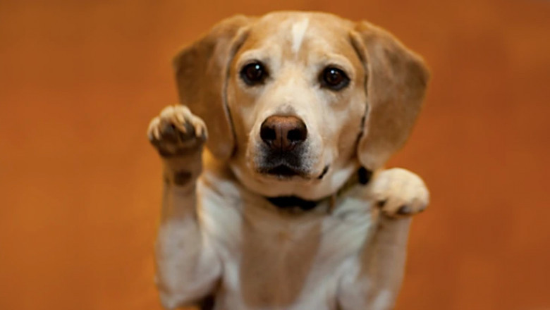 Landlord Demands for an ESA Letter - 2022 Guide