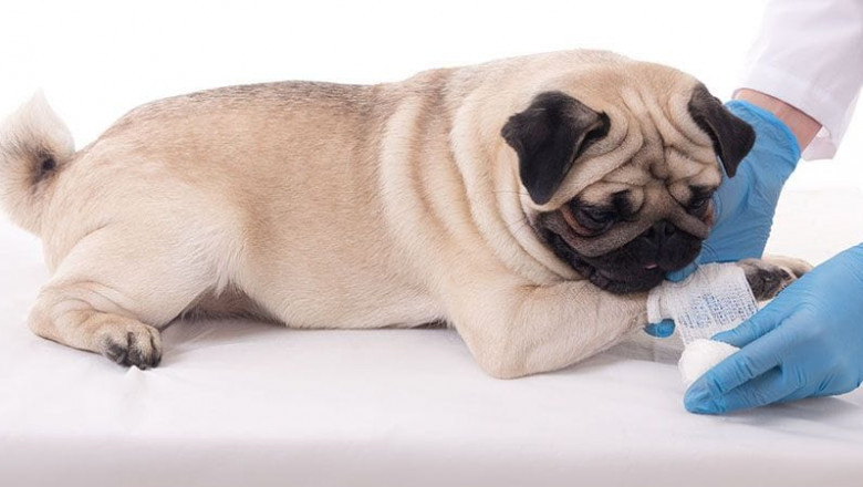 Animal Wound Care Market Drivers and Restraints