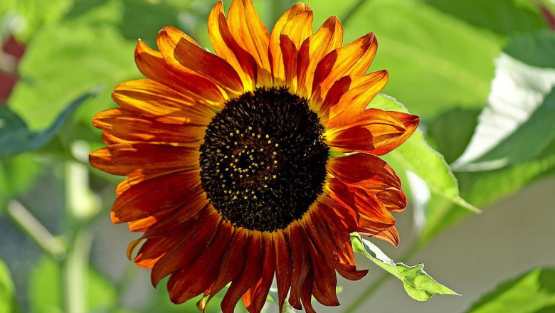 Ornamental Sunflower needs about three Months to Flower