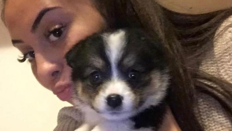 yorkie puppies for sale nc