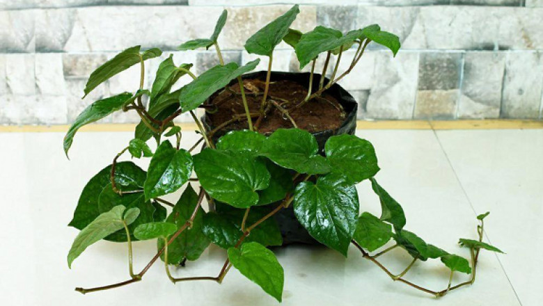 Betel Leaf Plant: Medicinal Properties and Best Growing Tips