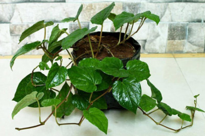 Betel Leaf Plant: Medicinal Properties and Best Growing Tips