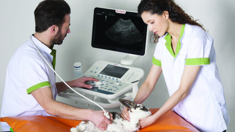 COVID-19 Impact on Veterinary Imaging Market