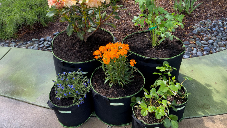 Best Ways to Plant Tomatoes and Corn in Small Grow Bags