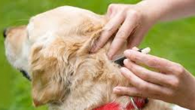 Dog and cat ticks – A Comprehensive Guide
