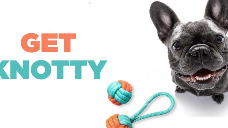 Pet Store Online: Know The Best Pet Store Online in India