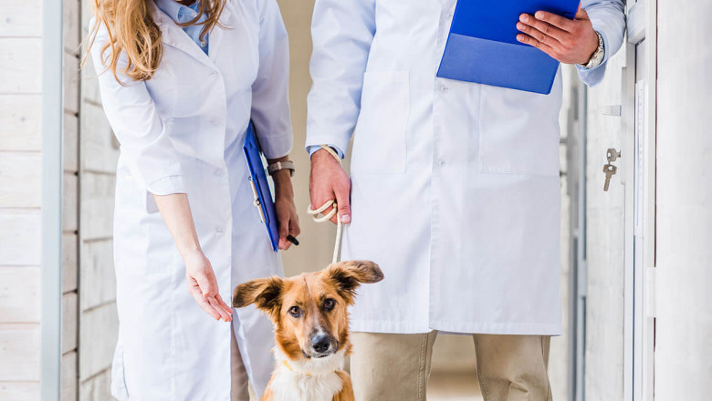 Deciding on The Leading Veterinarians For your Pet
