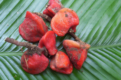 Global Thaumatin Market Forecast till 2028