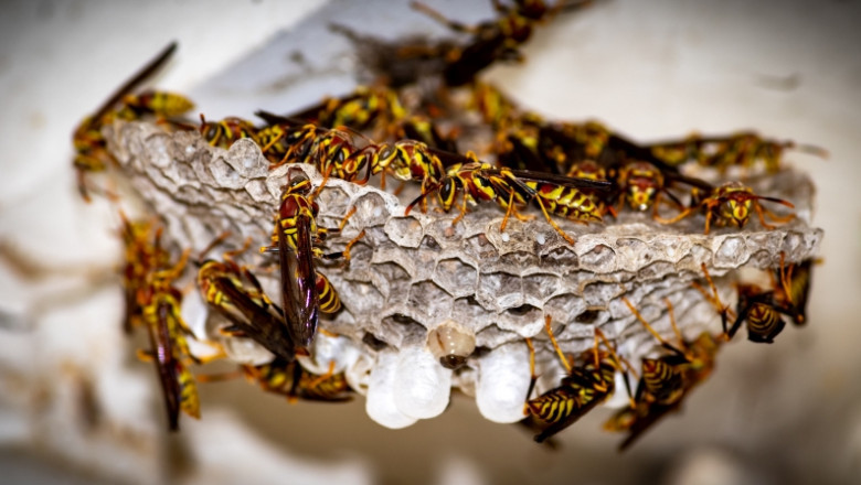 What to Expect from wasp nest removal in London?