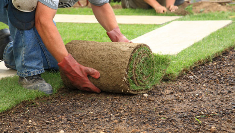 Professional Landscapers in Tampa Fl | Nslcd.com