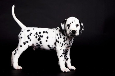 dalmatian breeders -dalmatian puppies for sale