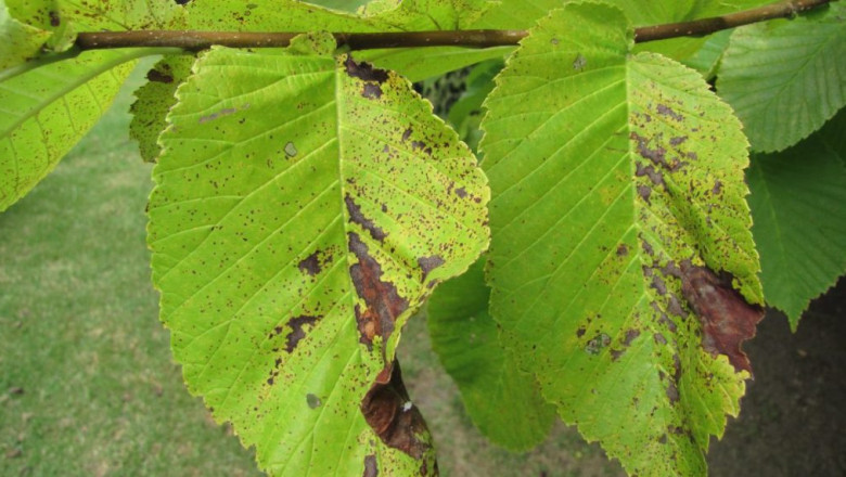 THE MOST COMMON TREE DISEASES IN TEXAS THIS SPRING: THE COMPLETE GUIDE – PART 2