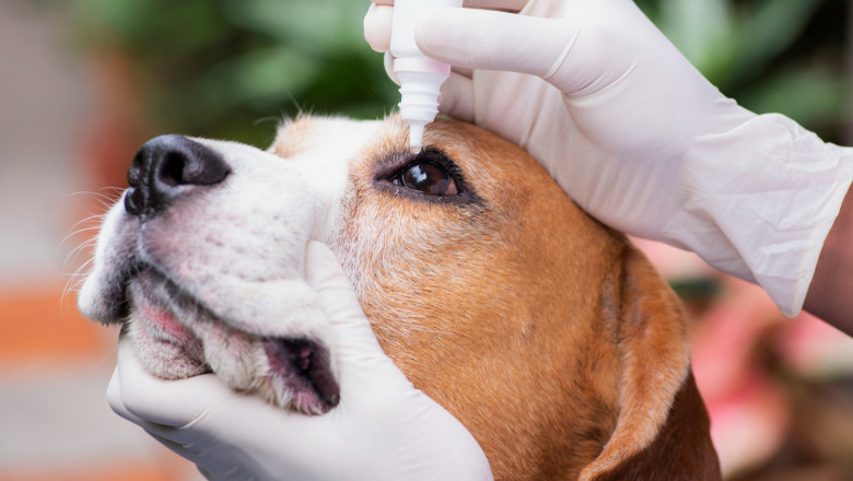 Veterinary Rapid Diagnostic Tests: Growth, Demand and Future Opportunities