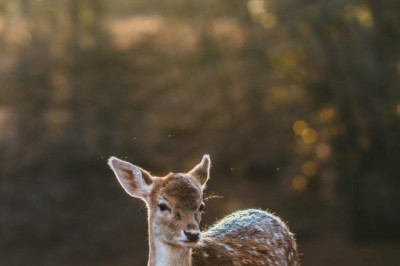 going over famous entrepreneurs and how they got to where they are today