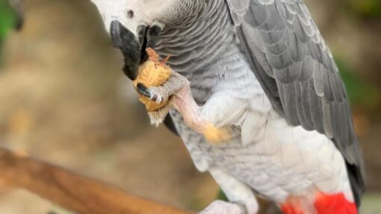 African Grey Parrot Facts To Help Make Buying Decisions