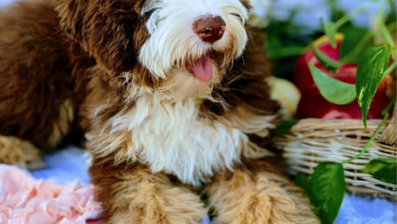 Find a Reliable Breeder for Goldendoodle Puppies for Sale in Utah
