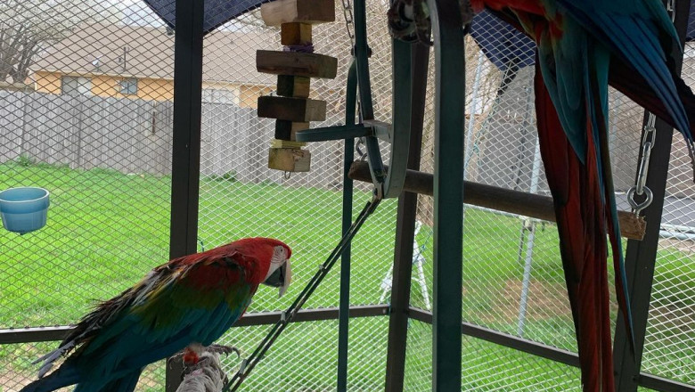 Macaw Parrots - 8 Facts About Pet Macaws