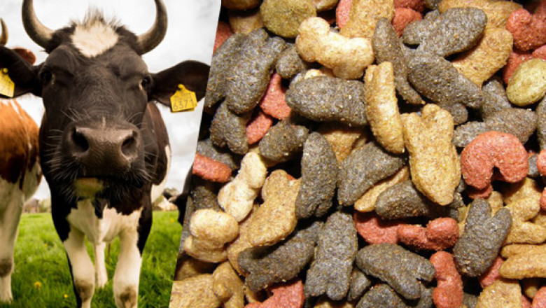 Animal Feed Additives Have Become Important Part of Livestock Farming, As It Provides Nutrients for Livestock Improving Their Health and Byproduct