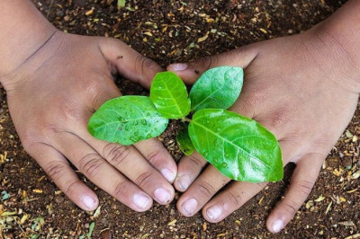 Amazing Products That You Can Derive From Plants