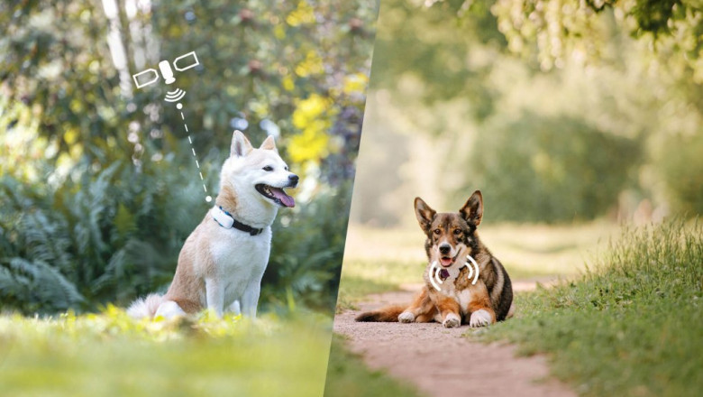 Pet Trackers Market, Global Industry Trends, Share, Size, Growth, Opportunity and Forecast 2022-2028