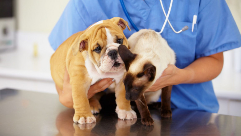 A veterinary oncology deals with the diagnosis and treatment of cancer malignancy in animals