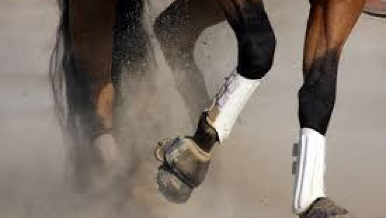 ¿Cómo elegir una silla de montar y estilos adecuados para caballos?