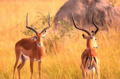 Explore Uganda’s Wild Side With These Best Africa Wildlife Safari Tours